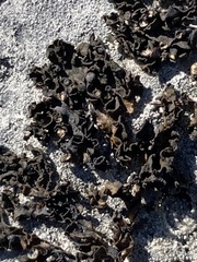 Lathagrium undulatum