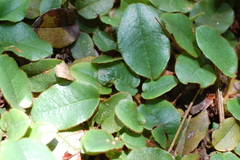 Epigaea repens