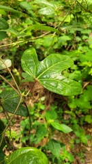 Aristolochia trilobata