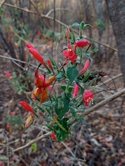 Ruellia asperula