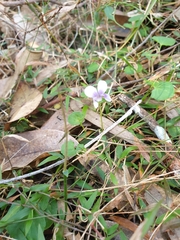 Viola banksii