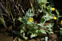 Erythranthe moschata