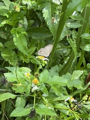 Jamides alecto dromicus