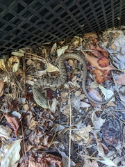 Elgaria multicarinata multicarinata