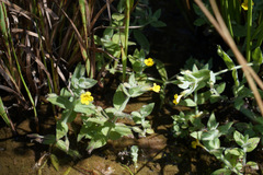 Erythranthe moschata