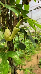 Aristolochia trilobata