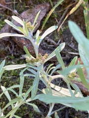 Gnaphalium uliginosum