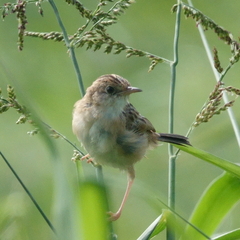 Cisticola exilis