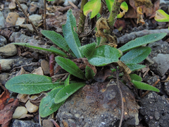 Arabis pycnocarpa adpressipilis