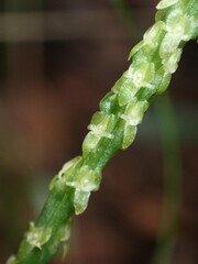 Malaxis macrostachya