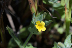 Erythranthe moschata