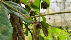 Aristolochia trilobata
