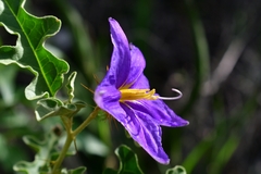 Solanum houstonii