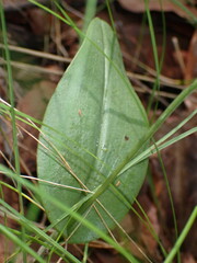 Malaxis macrostachya