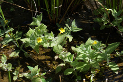 Erythranthe moschata