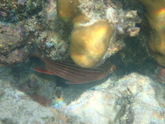 Sargocentron diadema