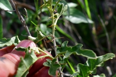 Solanum houstonii