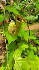Aristolochia trilobata