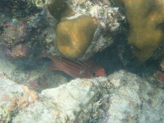 Sargocentron diadema