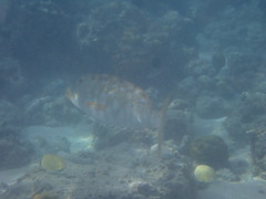 Lethrinus xanthochilus