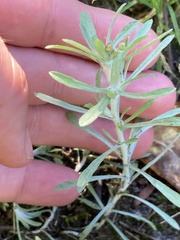 Gnaphalium uliginosum