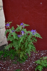 Solanum houstonii