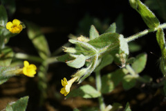Erythranthe moschata