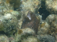 Gymnothorax meleagris