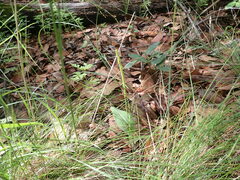 Malaxis macrostachya