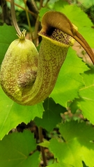 Aristolochia trilobata