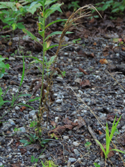 Arabis pycnocarpa adpressipilis