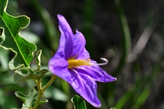 Solanum houstonii