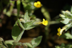 Erythranthe moschata