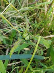 Dasineura lysimachiae