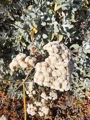 Eriogonum giganteum