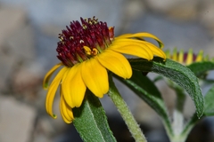 Sanvitalia procumbens