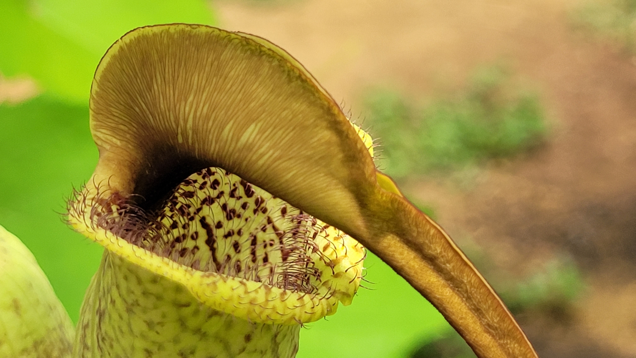 Aristolochia trilobata  iNaturalist