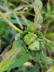 Dasineura lysimachiae