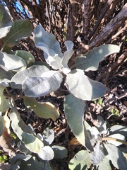 Eriogonum giganteum