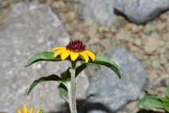 Sanvitalia procumbens