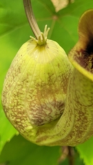 Aristolochia trilobata