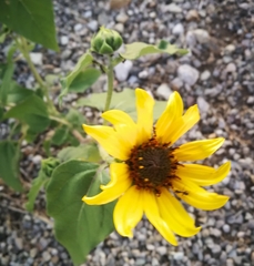 Helianthus