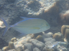 Caranx melampygus