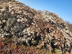 Eriogonum giganteum