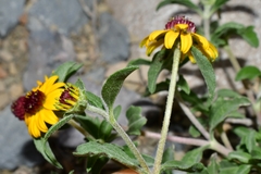 Sanvitalia procumbens