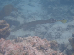 Aulostomus chinensis