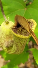 Aristolochia trilobata