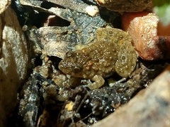 Pseudopaludicola pocoto