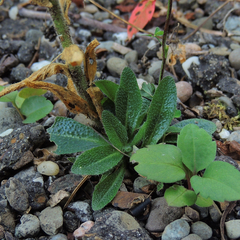 Arabis pycnocarpa adpressipilis
