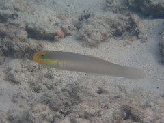 Valenciennea strigata